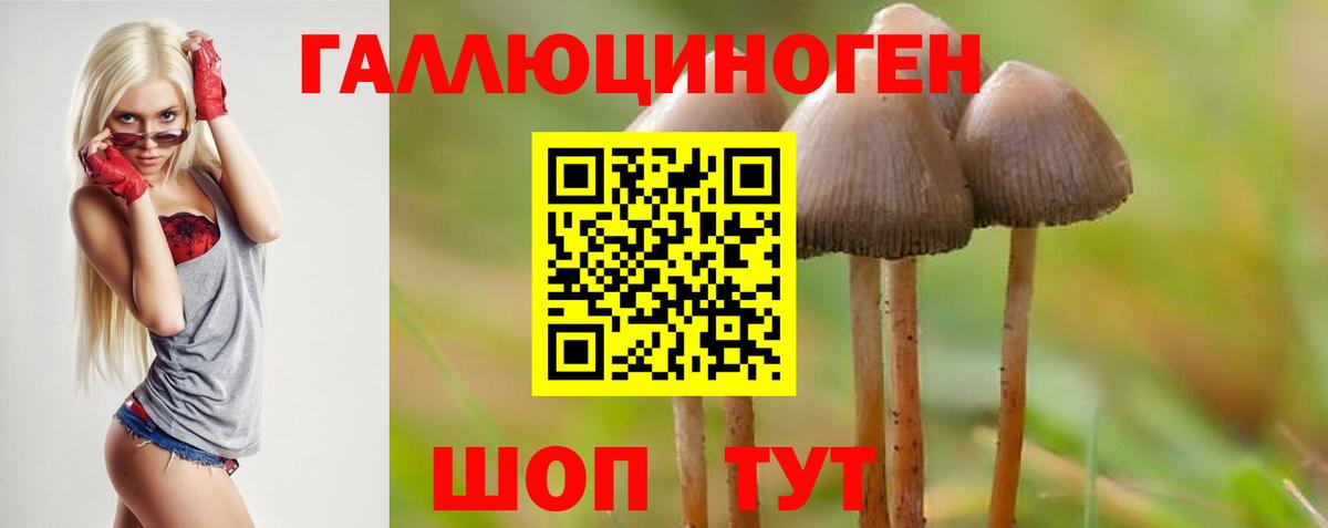 Галлюциногенные грибы Psilocybe  Галлюциногенные грибы Psilocybine cubensis  Михайловка  Вход с VPN 